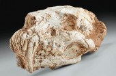 FOSSILIZED SABER CAT SKULL - A