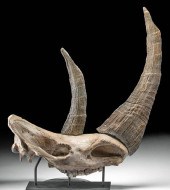 FOSSILIZED SIBERIAN WOOLLY RHI