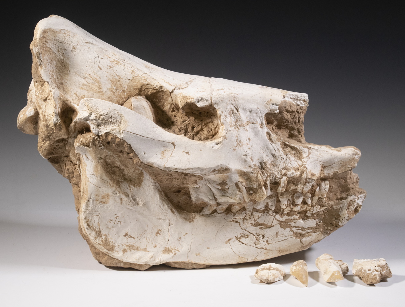FOSSILIZED SKULL Slightly