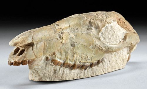 FOSSILIZED THREE TOED HORSE UPPER