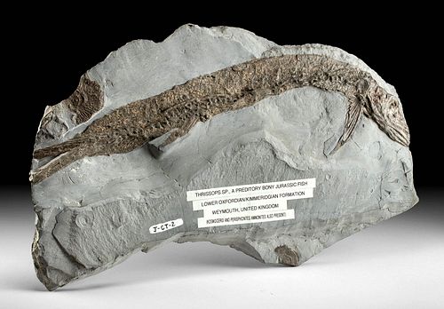 FOSSILIZED THRISSOPS FISH &