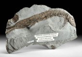 FOSSILIZED THRISSOPS FISH & AM