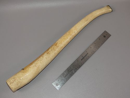 FOSSILIZED WALRUS OOSIKFossilized