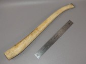 FOSSILIZED WALRUS OOSIKFossili