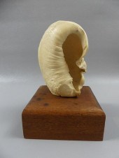 FOSSILIZED WHALE EARDRUMAntiqu