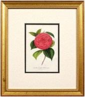 Four 19th century botanical pr