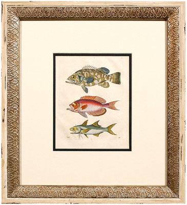 Four 19th century fish prints: hand