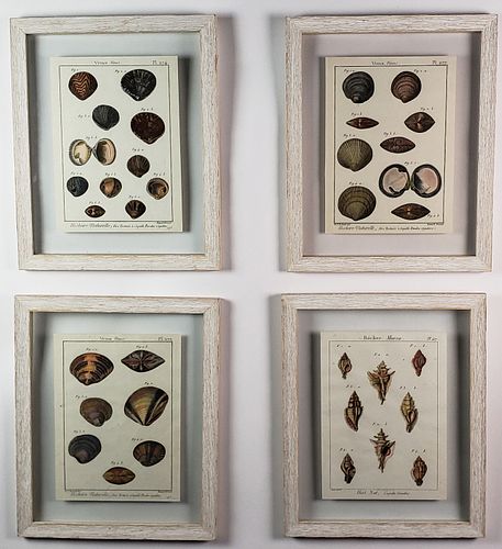 FOUR 19TH CENTURY SHELL SPECIES