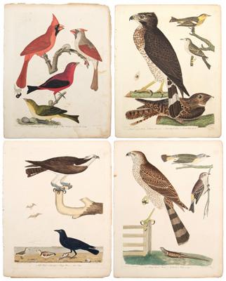 Four Alexander Wilson engravings