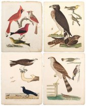 Four Alexander Wilson engravin