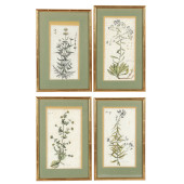 FOUR ANTIQUE BOTANICAL ENGRAVI