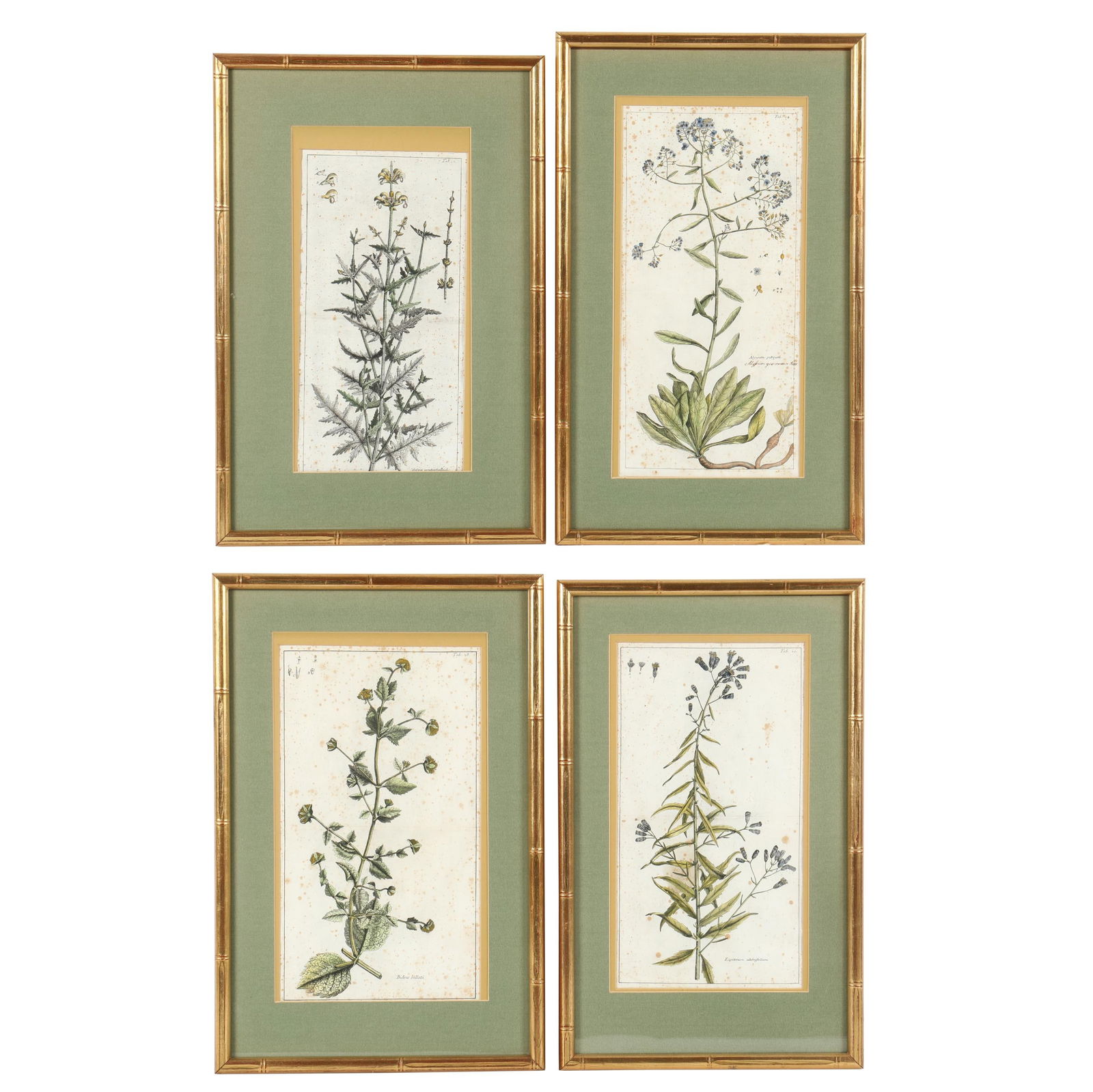 FOUR ANTIQUE BOTANICAL
