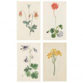 FOUR ANTIQUE FLORAL BOTANICAL
