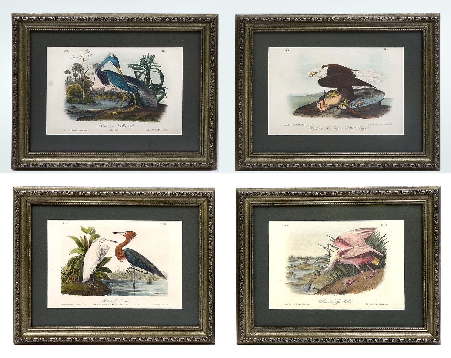 FOUR AUDUBON OCTAVO LITHOGRAPHS: