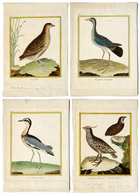 Four bird prints by Francois