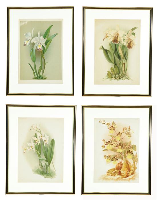 FOUR BOTANICAL CHROMOLITHOGRAPHS OF