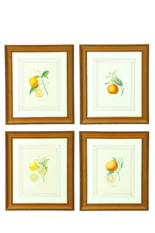 FOUR BOTANICAL ENGRAVINGS AFTER