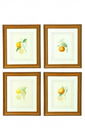 FOUR BOTANICAL ENGRAVINGS AFTE