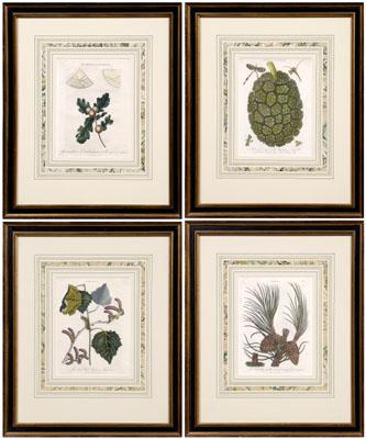 Four botanical engravings, J. Pass: