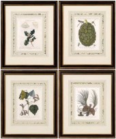 Four botanical engravings, J.