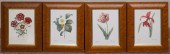 FOUR BOTANICAL OFFSET COLOR PR