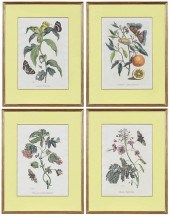 FOUR BOTANICAL PRINTS AFTER MA