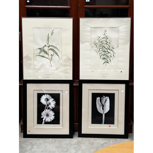 Four botanical prints, approx