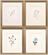 Four botanical prints, Badger