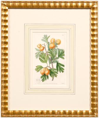 Four botanical prints: berry