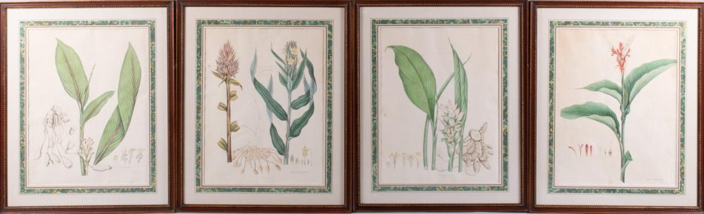 , FOUR BOTANICAL PRINTS: CERCUMA