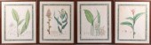 , FOUR BOTANICAL PRINTS: CERCU