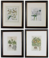 FOUR BOTANICAL PRINTSFOUR BOTA