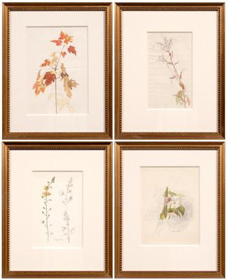 Four botanical watercolors: