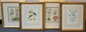 FOUR COLOR BOTANICAL PRINTS, F