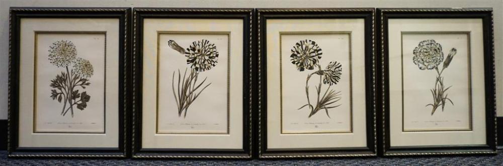 FOUR COLORED BOTANICAL ENGRAVINGS
