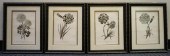 FOUR COLORED BOTANICAL ENGRAVI