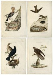 Four Cornelius Nozeman engravi