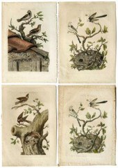 Four Cornelius Nozeman engravi