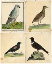 Four Eleazar Albin etchings (B