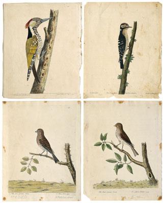 Four Eleazar Albin etchings