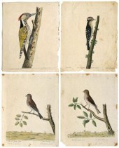 Four Eleazar Albin etchings (B
