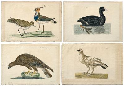 Four engravings after Peter