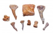 FOUR FOSSIL SAWFISH ROSTRAL BA
