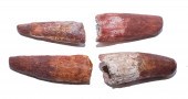 FOUR FOSSIL SPINOSAURUS DINOSA
