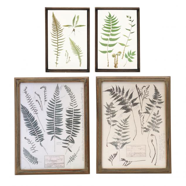 FOUR FRAMED BOTANICAL FERN WORKS To