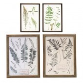 FOUR FRAMED BOTANICAL FERN WOR