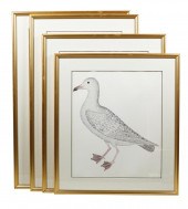 FOUR FRAMED ORNITHOLOGICAL PRI