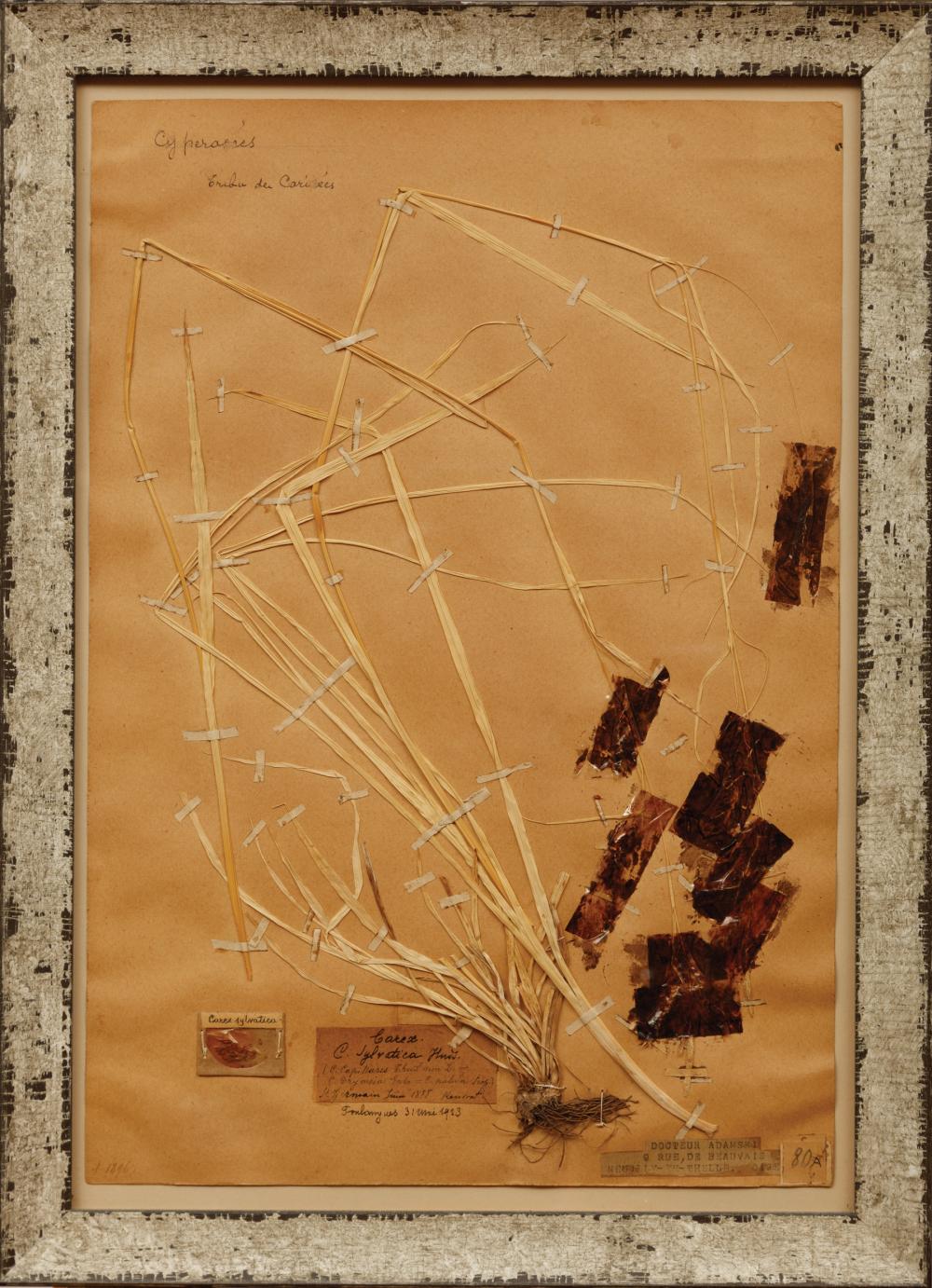 FOUR FRAMED PRESSED BOTANICAL