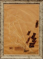 FOUR FRAMED PRESSED BOTANICAL