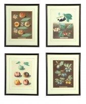 FOUR FRUIT PRINTS.  American o